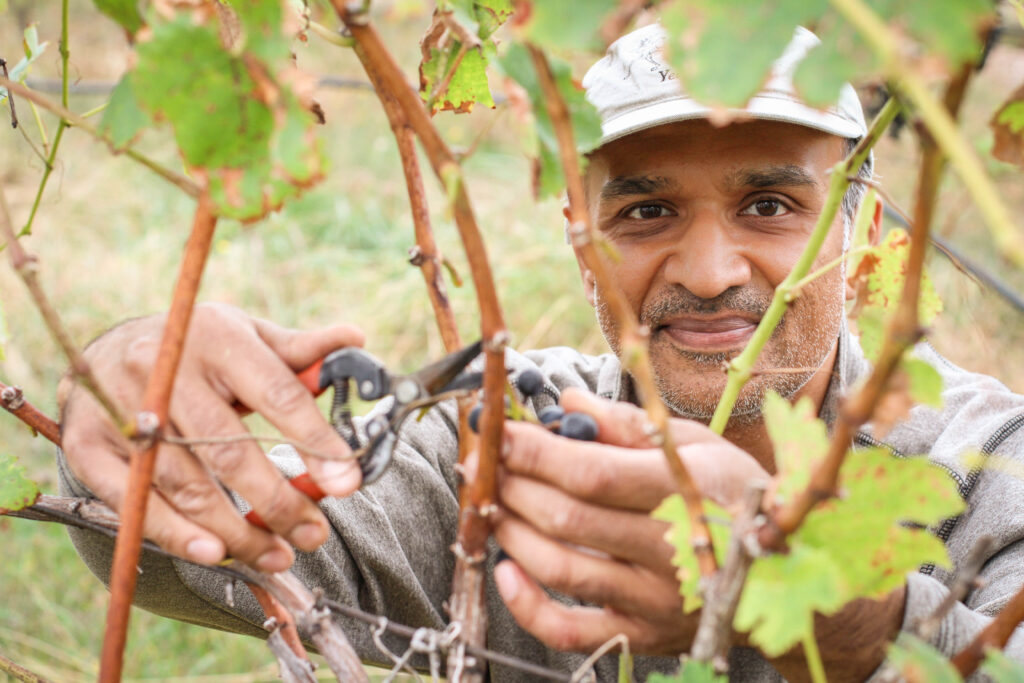 A man snipping branches of a crop.
