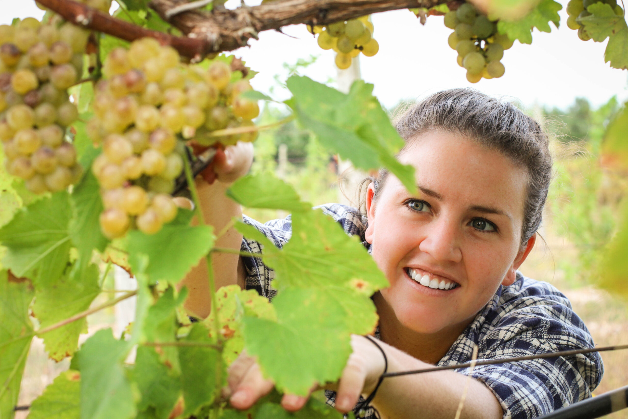 Woman smiling while harvesting grapes.