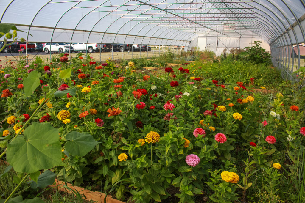A greenhouse full of flowers.